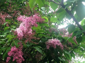 lilac2